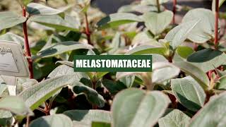 Família Melastomataceae