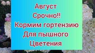 Подкормка гортензии в августе. Процветут Все !