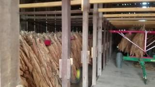 The Tobacco Barn is just about empty.