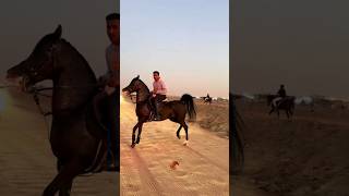 رقص الجواد العربي 🔥 Arabian horse dancing