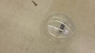 43  Transparent Hamster Running Ball v043