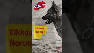 Norwegian Elkhound Grey Guía del perro Elkhound Noruego Gris