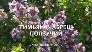 Тимьян (чабрец) ползучий. Алефиров А.Н.