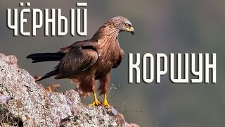 Чёрный коршун. Неожиданные факты (Птицы России) Фильм 71