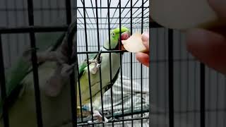 Parrot Eating Apple | Alexandrine Parakeet | Cute