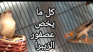 عصفور الزيبرا الرهيب تعرف عليه وطرق انتاجه