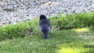 American Crow 15Sept2023