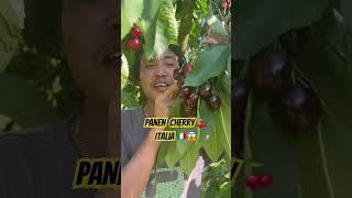 PANEN cherry 🍒 di Italia 😱🇮🇹#cherry #fruit #italy #trentinoaltoadige #europeinformation #farmer