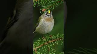 Gouldian finch |Birds Sounds | Birds Song | Birds Singing#shorts #nature #birds #birdwatching #bird