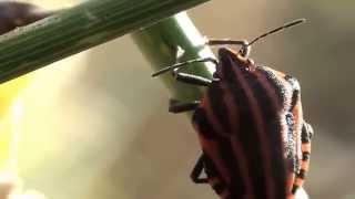 Graphosoma lineatum | תריסית הפסים