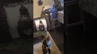 playful dog #dog #doglover #viral #trending #viralshorts #trendingshorts #playfulpuppy #pets #pet