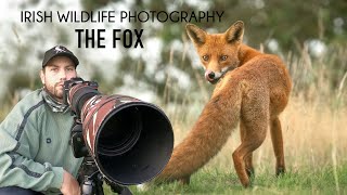 Wildlife Photography - The Red fox (IRELAND)