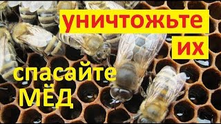 #пчёлы Очень важно, не развести на пасеке армию трутней. Которая способна сожрать весь собранный мёд