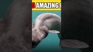 top 5 amazing fact #shorts #subscribe