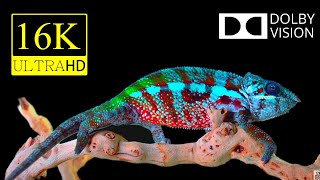 16K HDR Best Mix 2022 : Dolby Vision is the Future!