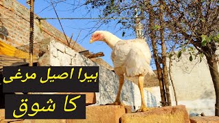 Hera Aseel beautiful Hen || White beauty 🤍 || village morning routine 🐔