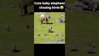 Cute Baby Elephant Chasing Birds 😍😀#shorts