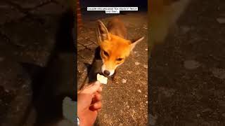 Couple resque the fox🦊#fox #foxrescue #animals #foxlove #wildlife #rescue #foxlife #foxfamily #shots