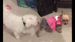 Yorkie trying to get her some Boy Bichon