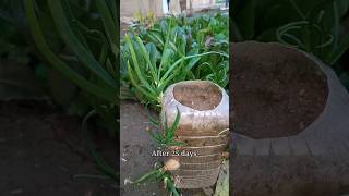 Planting onions at home زراعة البصل في المنزل