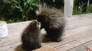 Pip and Squeak Taste Each Other's Hair