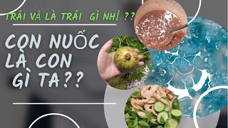 Con nuốc chấm mắm ruốc chua ngọt, ăn kèm trái vả và rau thơm