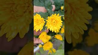 Hardy Chrysanthemums // Yellow  Flowers