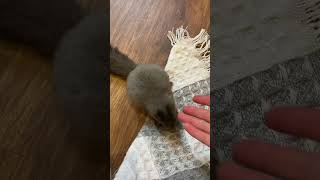 Конечно буду ! 🤭 #squirrel #funny #funnyvideo #cuteanimals #милыепитомцы #funnyanimals