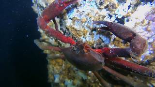 Just for Kids Video: Kelp Crabs