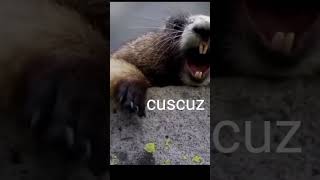 cuscuz