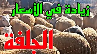 زيادة أسعار المواشي اليوم سوق مسعد/ سوق الجلفة سوق المواشي اليوم أسعار المواشي والدواجن