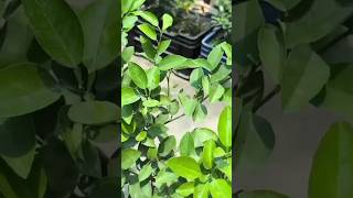 इस समय नींबू के पौधे पर कौनसी खाद डालें | Organic Fertilizer For Lemon Plants