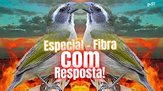 🟢Trinca-Ferro: Tio João Pedro boi com Resposta Virada Caratinga com Resposta.