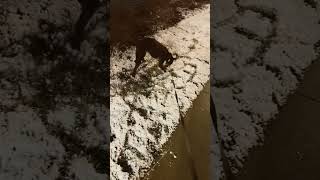 My dog acts like it never seen snow