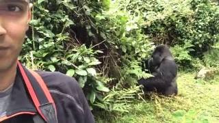 Just chilling with a Silverback