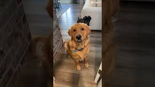 Hello, it's ME! #dog #goldenpup #yourdog #viral #yourpet #funny