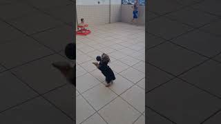 Cachorro Yorkshire Bolt brincando com bebê de Bola