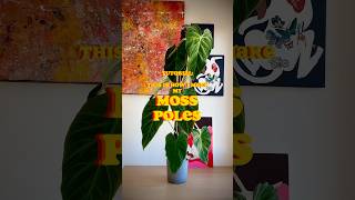 Ultimate Tutorial on How to Make MOSS POLES! Your plants will grow HUGE! #monstera #philodendron