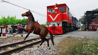 Con Ngựa Băng Qua Đường Tàu Hoả Và Cái Kết | Horses and Trains