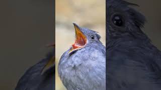 Screaming Piha  #birdsofparadise #birds