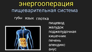 #энергооперация Пищеварительная система