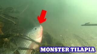 Amazing Spearfishing Unbelievable | Fast Shoot Big Tilapia| short vedio