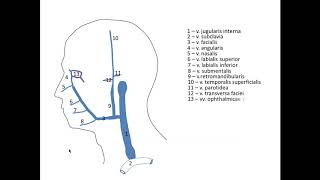 Вены головы и шеи. Запись  06 ноября 2019 г.