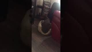 Dog roars like a lion