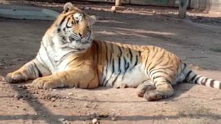 Tiger wildlife Animal ! Akkacks humans ! Amazing Zoo Animal Video