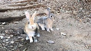 Wild rabbits are always in danger.