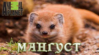 Мангусты - Гангстеры дикой природы.   #Документальный фильм. Animal Planet 12+