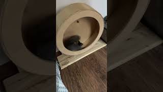 Готовим фигуру к новому году 😆 Ходька и спортивные тренировки #squirrel #funnyvideo #cuteanimals