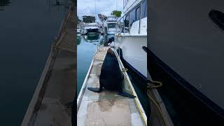 My Friend is Back!🥹😀Dana Point Harbor Sea Lions. We’re friends again.  #danapointharbor #sealions