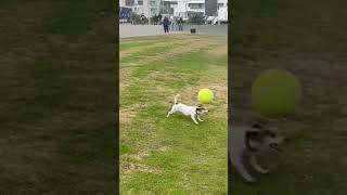 Dog Balancing the Ball : Incredible Performance  #doglover #dogs #dogplaying